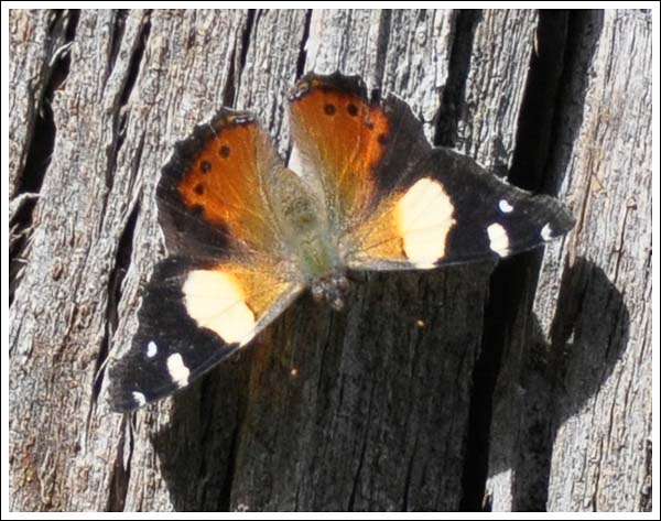 Australian Admiral.
Vanessa itea. The larvae feed on stinging nettles.
