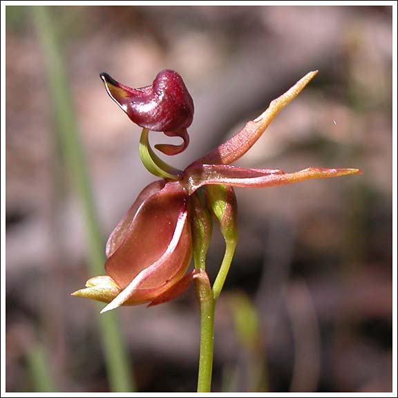 Flying or Large Duck-orchid.
Caleana major.
