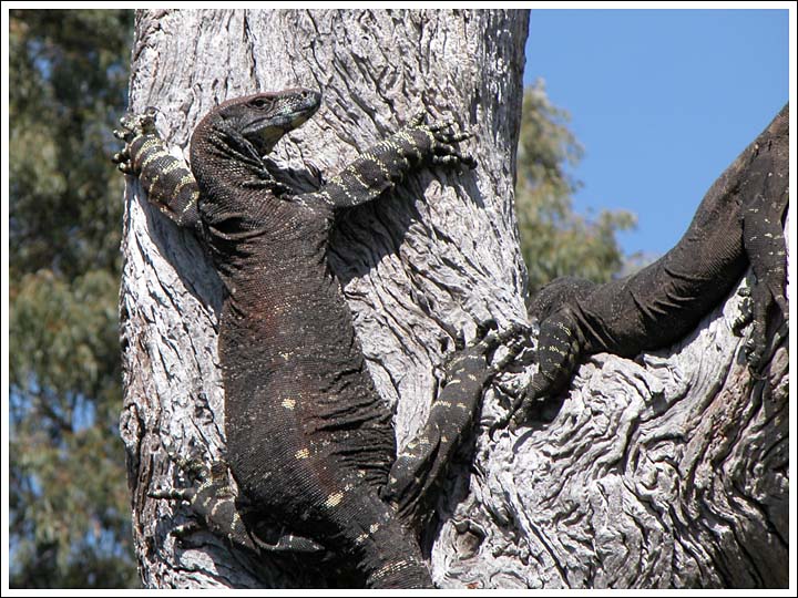 Lace Monitors.
