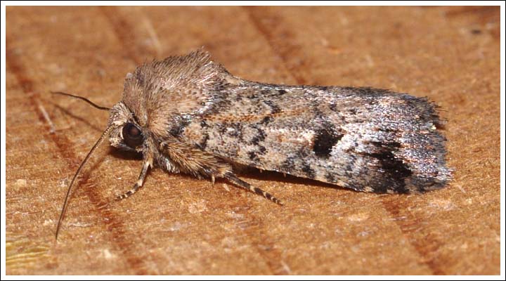 Proteuxoa species.
Noctuidae
