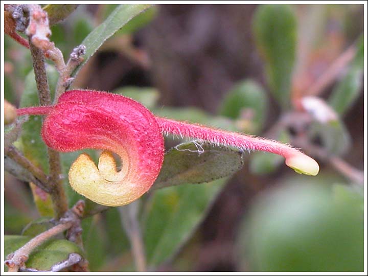 Colquohoun Grevillea
Grevillea celata.

