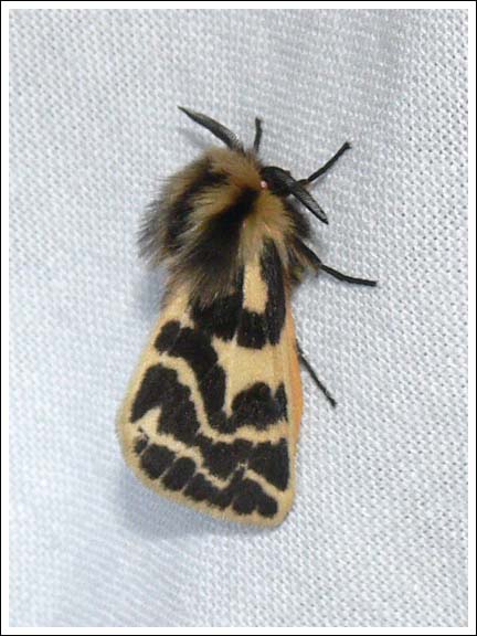 Spilosoma species.
