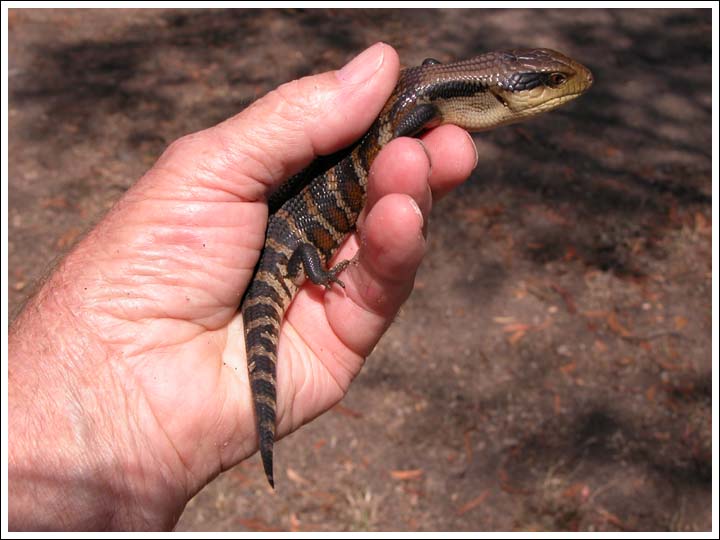 A baby bluetongue.
