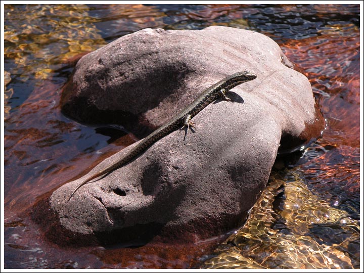 Cool-temperate Water Skink.
