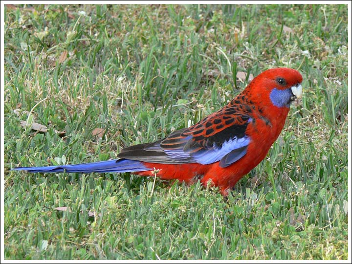 Crimson Rosella.
