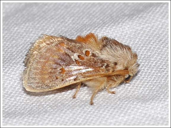 Pseudanapaea transvestita
A Cup Moth, Limacodidae.
Subject to confirmation.
