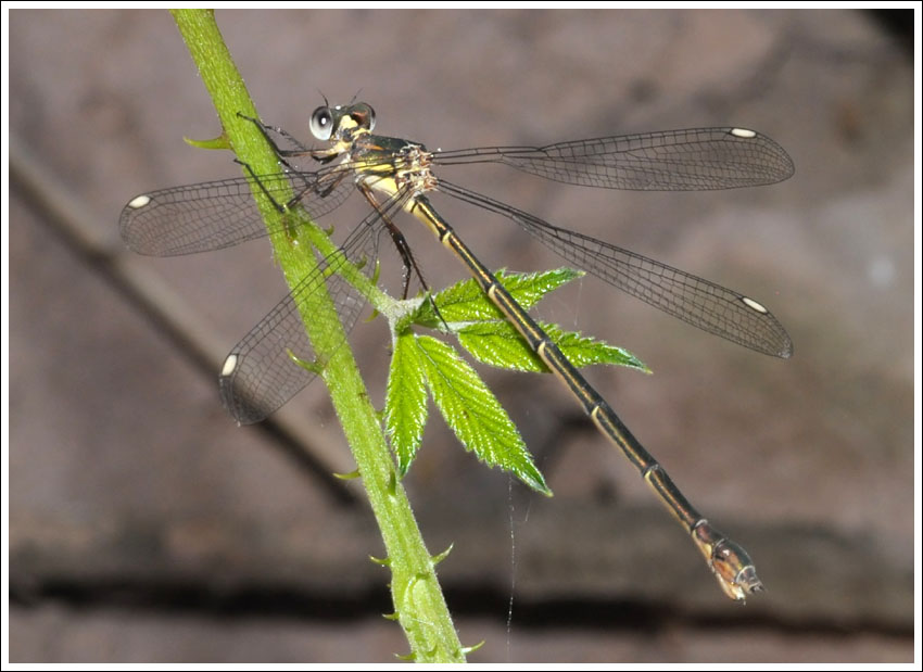 Bronze Needle, female.
Synlestes weyersii.
