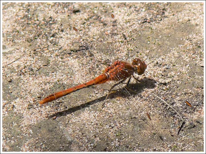 Wandering Percher.
Diplacodes bipunctata.
