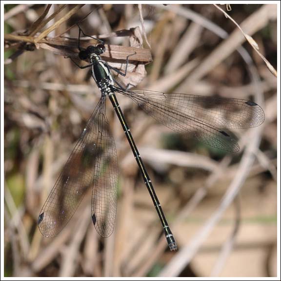 Common Flatwing, female.
Austroargiolestes icteromelas.

