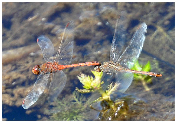 Wandering Perchers ovipositing.
Diplacodes bipunctata.

