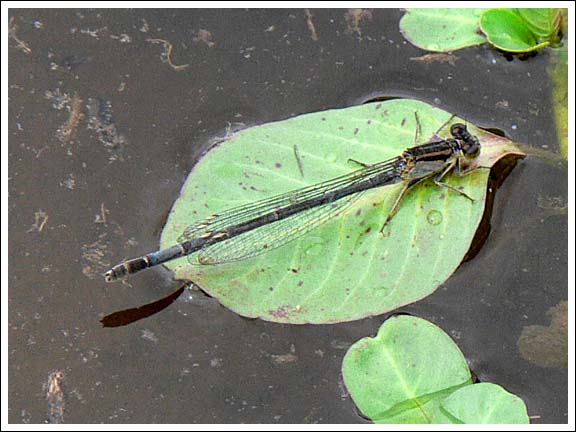 Common Bluetail.
Ischnura heterosticta, female.

