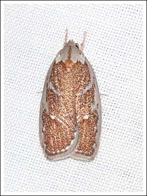 Euchaetis rhizobola.
Oecophoridae, 
