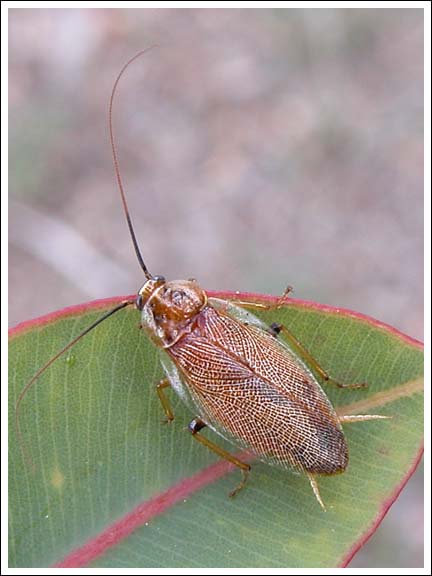 A native cockroach.
