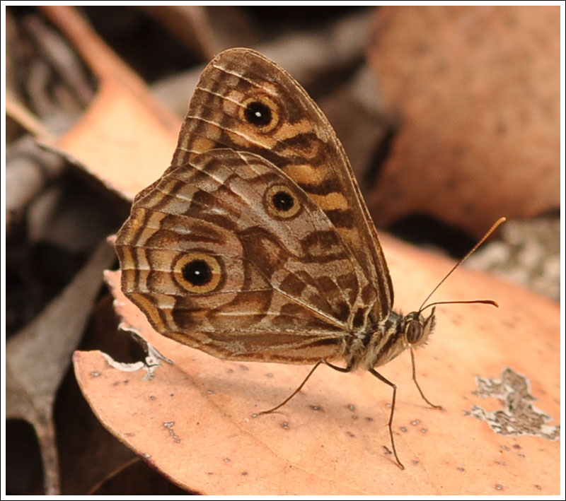 Eastern Ringed Xenica.
Geitoneura acantha ocrea.
