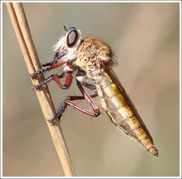A robberfly.
