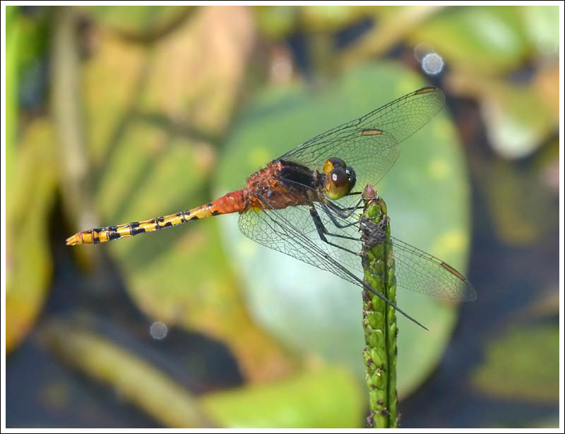 Black-faced Percher.
Diplacodes melanopsis.
