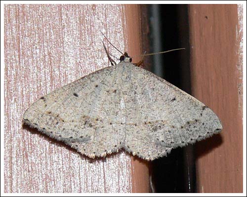Taxeotis species.
Geometridae.
