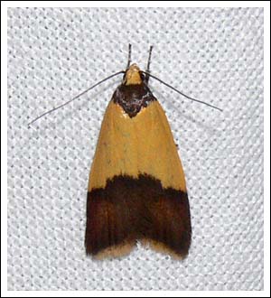 Heteroteucha dichroella,
Oecophoridae.
