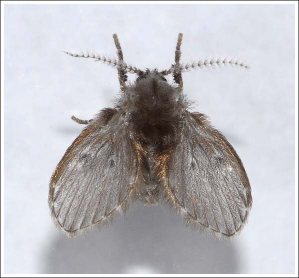 Drain or Moth Fly
