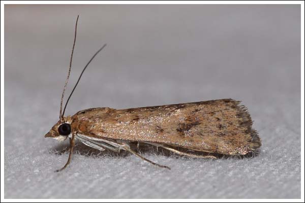 Pyralidae species.
