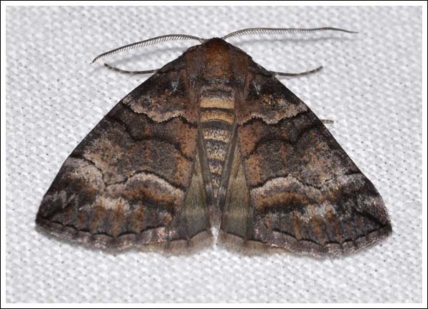 Dysbatus species.
Geometridae, Ennominae.
