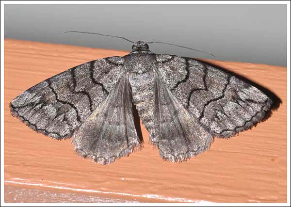 Dysbatus singularis
Geometridae, Ennonominae.
