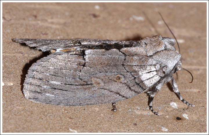 Discophlebia catocalina
