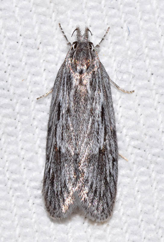 ambb055.jpg