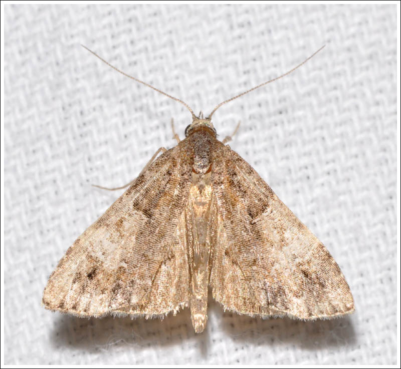 Noctuidae
