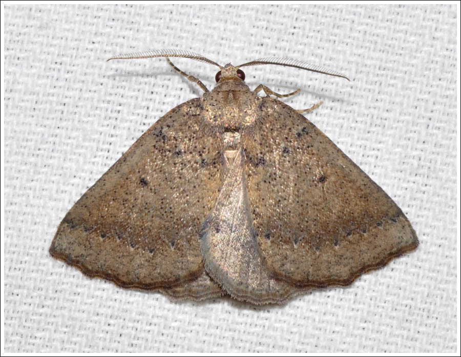 Furcatrox cf F. paracus
