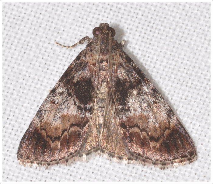 Salma marmorea
Pyralidae, Epipaschiinae.
