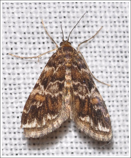 Elophila responsalis
Crambidae.
