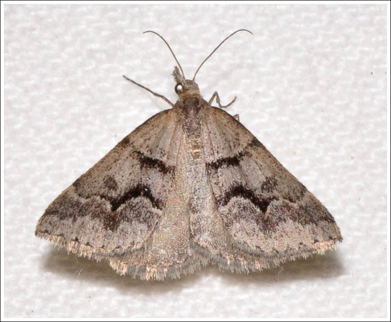 Dichromodes atrosignata
Geometridae
oenochrominae
