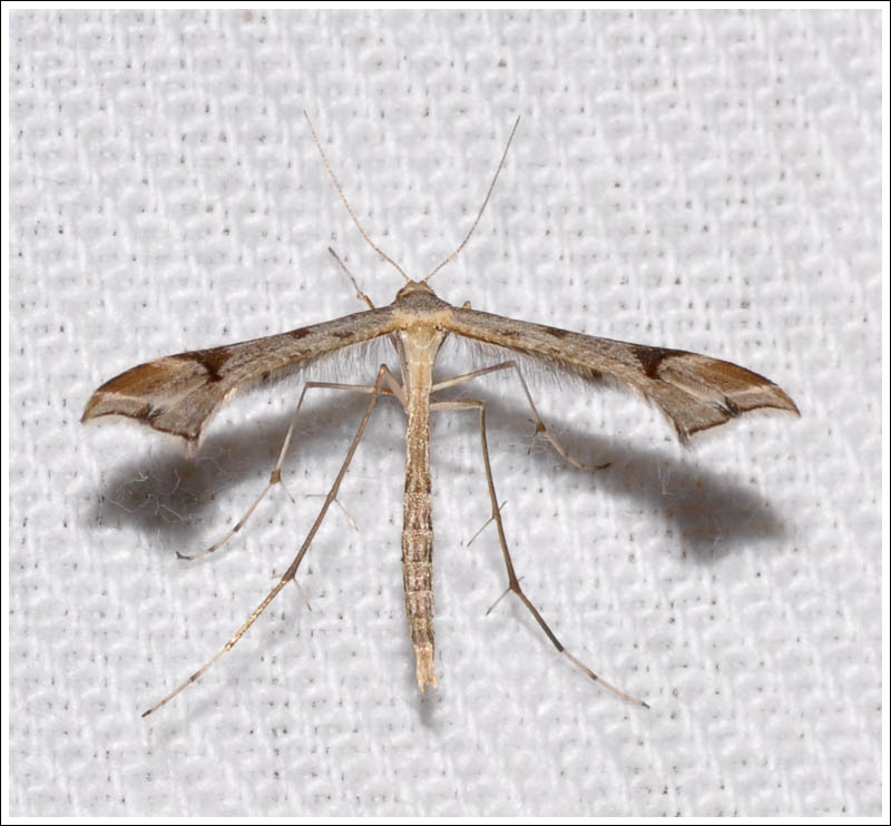 Platyptilia emmisalis
A Plume Moth
