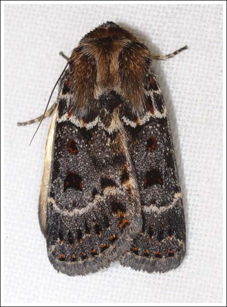 Proteuxoa sanguinipuncta.
Noctuidae.
