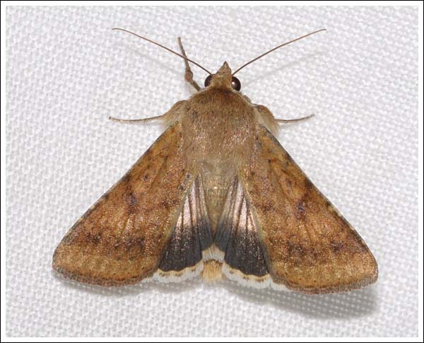 Helicoverpa punctigera
Native Budworm
