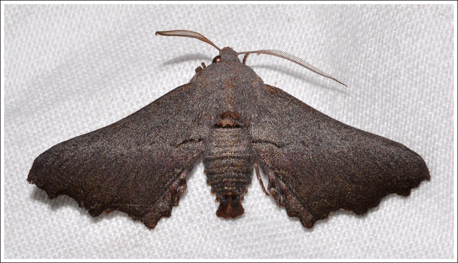 Amphiclasta lygaea.
Geometridae,
Ennominae.
Male.
