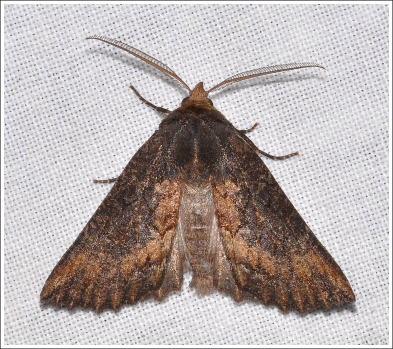 Nisista serrata.
Geometridae,
Ennominae.
