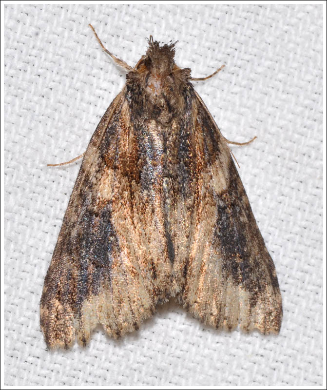 gcf039.jpg