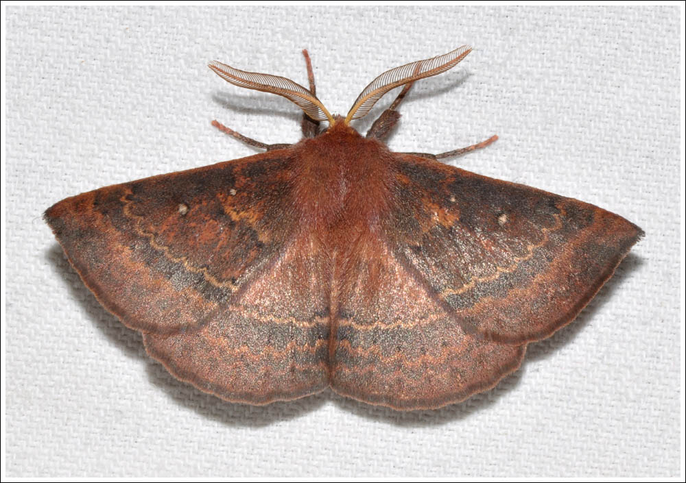 gcf047.jpg