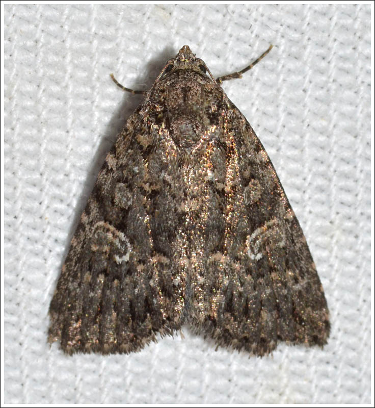 Noctuidae
