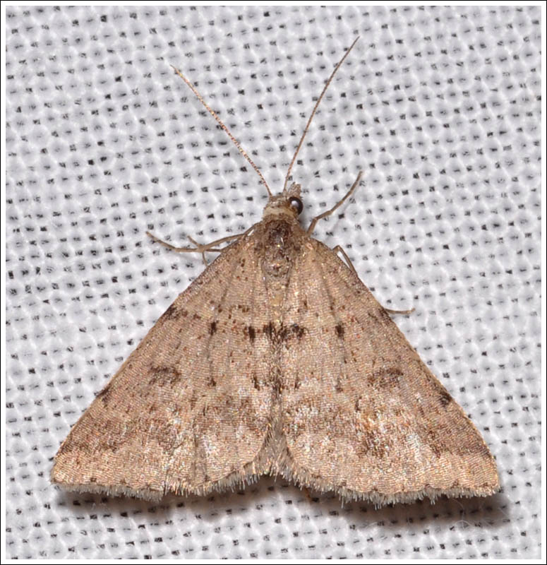 Dichromodes obtusata
Geometridae,
Oenochrominae.

