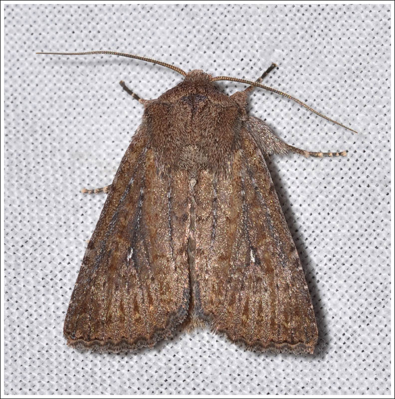 Noctuidae.
