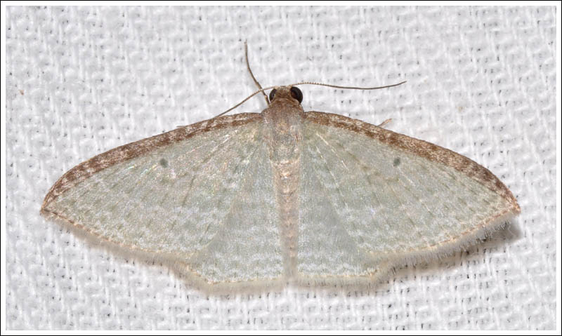 Poecilasthena pulchraria
Native Cranberry Moth
Geometridae
larentiinae
