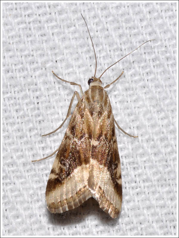 Hellula hydralis
Crambidae,
Glaphyriinae.
