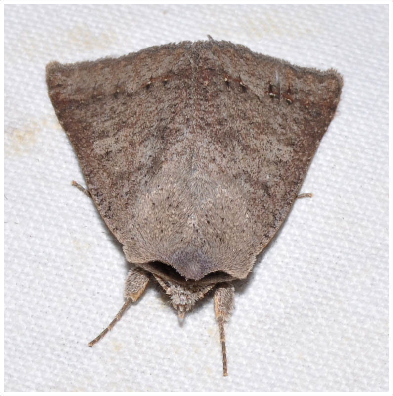 Noctuidae
