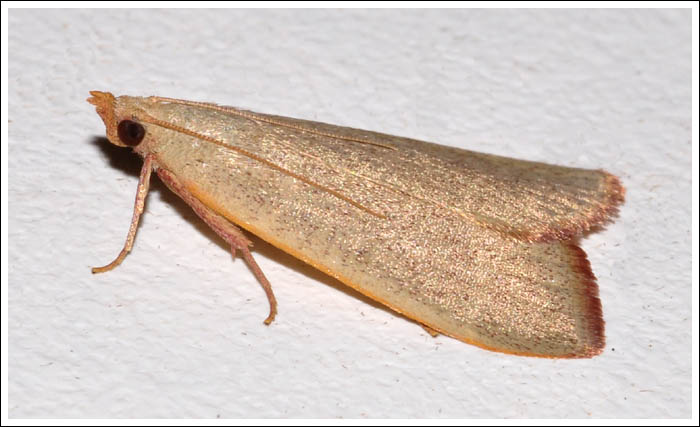 Ocrasa acerasta
Pyralidae.
