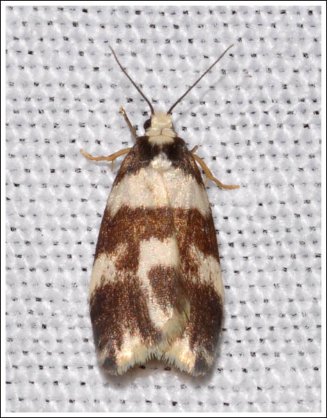 Halone sejuncta.
Variable Halone.
Arctiidae.
