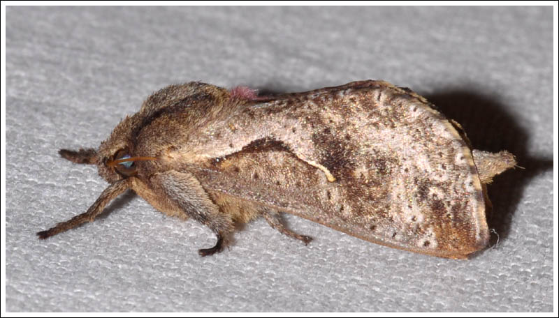 Elhamma australasiae.
Hepialidae.
