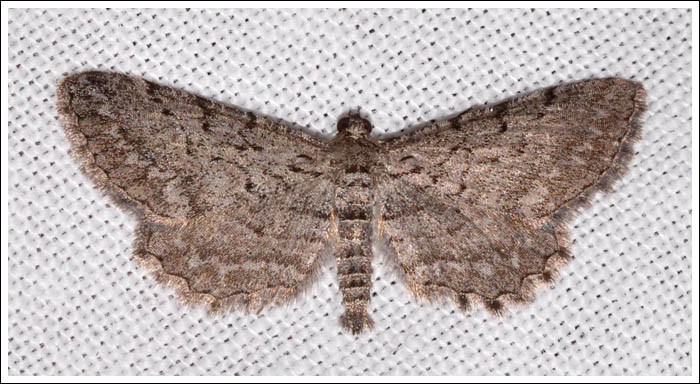Psilosticha pristis
Geometridae,
Ennominae..
